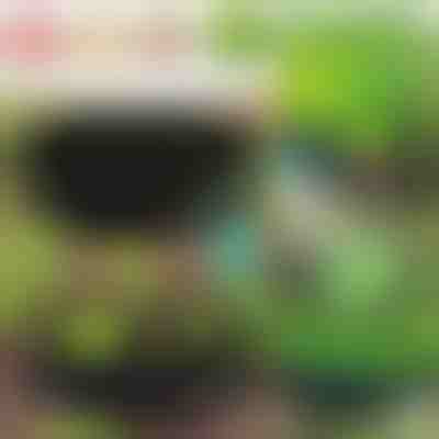 Letto da giardino rialzato in tessuto - 90 x 30 cm, feltro traspirante | PLANTIE